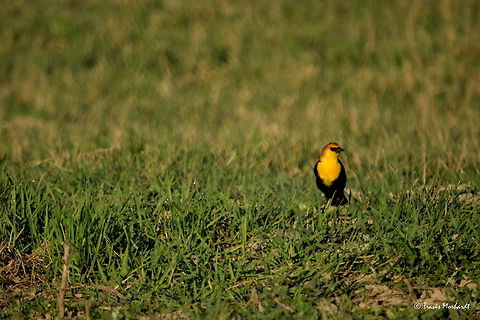 Yellow-headed Blackbird A yellow-headed blackbird observes his surroundings as he picks through the grass for something to eat. Another migratory bird, returning to north Idaho to indicate the onset of spring. Geotagged,Idaho,Spring,United States,Xanthocephalus xanthocephalus,Yellow-headed Blackbird,birds