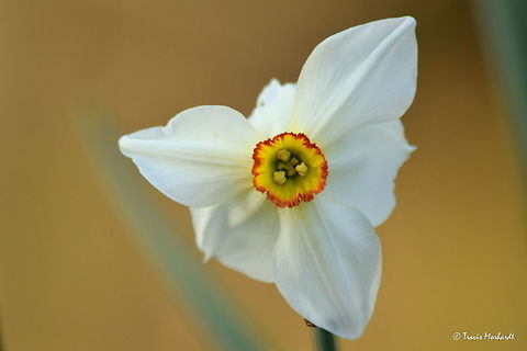 Pheasant's Eye One of the earliest cultivated members of the genus Narcissus. It has been widely distributed across the world, and readily distributes and grows on its own. Captured in north Idaho. Geotagged,Idaho,Narcissus poeticus,Poets Daffodil,Spring,United States,flowers