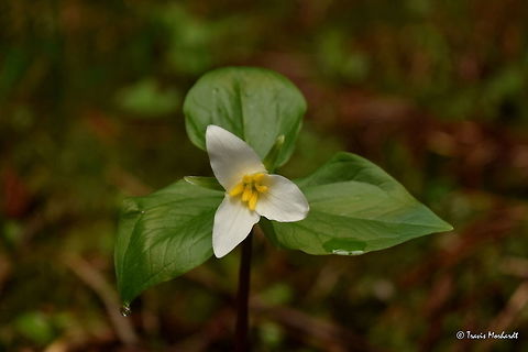 Western White Trillium A common woodland wildflower in the inland Pacific Northwest. One of my favorite springtime sights are members of the genus Trillium. Photographed in western Montana. Geotagged,Montana,Spring,Trillium ovatum,United States,Wildflowers