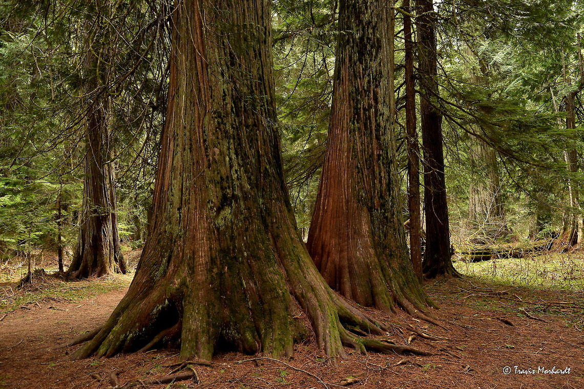 Western Red Cedars Western red cedars once covered much of the Pacific Northwest and were an important tree to the indigenous people who often used them for canoes, totem poles, and basic construction. Now, they are a high commodity in modern building, valued for its strain grain wood. <br />
<br />
They can reach heights of over 200 ft (60 meters) and up to 13 ft (4 meters) in trunk diameter. Photographed in western Montana.   Geotagged,Montana,Spring,Thuja plicata,United States,trees