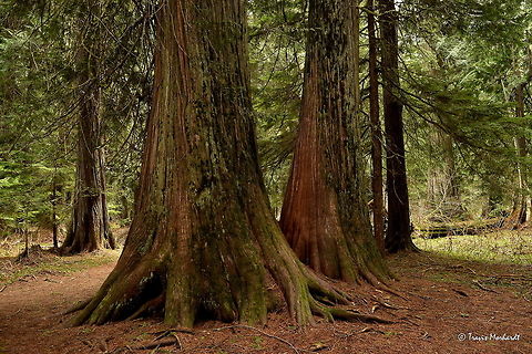 Western Red Cedars Western red cedars once covered much of the Pacific Northwest and were an important tree to the indigenous people who often used them for canoes, totem poles, and basic construction. Now, they are a high commodity in modern building, valued for its strain grain wood. 

They can reach heights of over 200 ft (60 meters) and up to 13 ft (4 meters) in trunk diameter. Photographed in western Montana.   Geotagged,Montana,Spring,Thuja plicata,United States,trees
