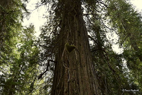 The Heart of a Western Red Cedar Some moss growing in the shape of a heart, hanging from some dead branches of a western red cedar. A simple phenomenon growing in the wild that caught my attention :) Captured in western Montana. Geotagged,Spring,Thuja plicata,United States,Western red cedar,montana,trees