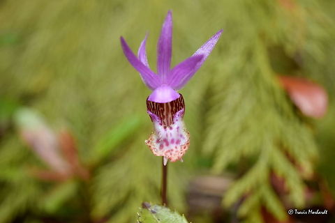 Calypso Orchid A calypso orchid pushed through thick organic litter left behind after a logging operation. These small flowers are very beautiful, and different from most other wildflowers in the area. Growing in western Montana.  Calypso bulbosa,Calypso orchidfairy slipper,Geotagged,Montana,Spring,United States,wildflowers