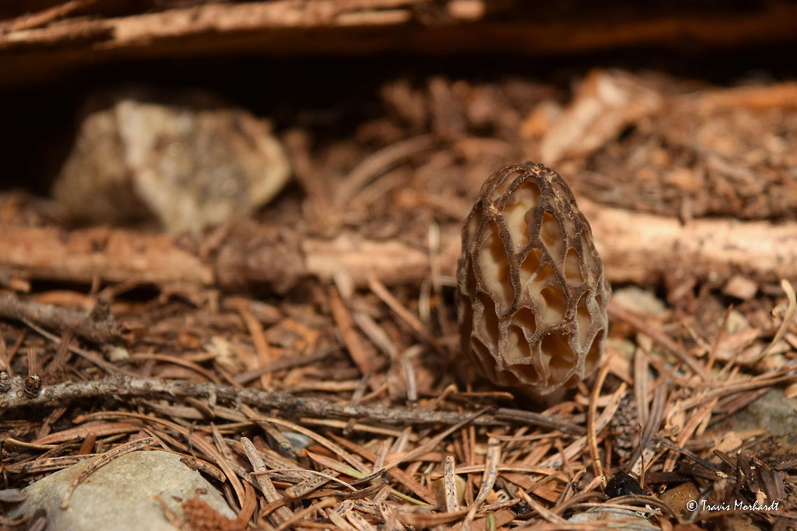 Black Morel - Morchella importuna A species of black morel grows along the edge of a recently logged area in western Montana. These mushrooms are sought after by many and are very good table fare. I have many memories of picking morels as a child with my father and grandfather. Geotagged,Montana,Morchella importuna,Spring,United States,fungi,morel