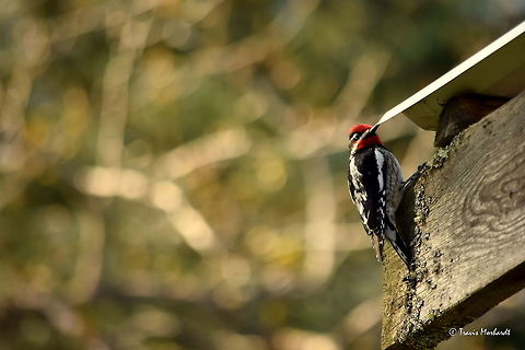 Red-naped Sapsucker - Male A male red-naped sapsucker perches on a building at work. It is mating season for them, so that means a lot of excess noise around the office. The males warn other males of their presence and attract females by pecking very rapidly on the loudest things they can find. In this case, the wood and tin roof of our boat shed. Making noise in north Idaho. Geotagged,Idaho,Red-naped sapsucker,Sphyrapicus nuchalis,Spring,United States,birds,woodpeckers