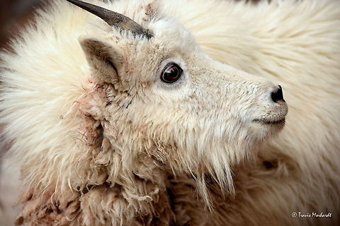 Portrait of a Mountain Goat Kid As I was watching a nanny mountain goat climb up and down the steep cliffs on the edge of Montana's Glacier National Park, this kid snuck up on me. He was taking a different route up the cliff side than his mom, and I was in the way. We both saw each other at the same time and a short staring competition before I slowly drew my camera on him and starting snapping.

Out of the series, this one is by far my favorite. The lighting was favorable and everything just turned out right. And let's be serious, who doesn't love babies! Geotagged,Glacier National Park,Montana,Mountain goat,Oreamnos americanus,Spring,United States,mammals