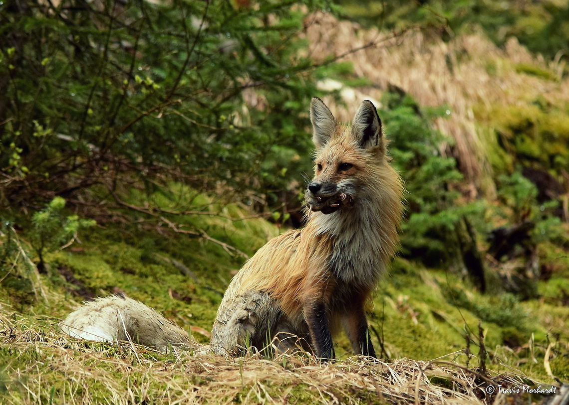 Red Fox with a Meal I spotted this red fox cross the road while driving through Yellowstone National Park. It was a dreary, rainy day, but I parked on the side of the road and stalked it into the woods. When I came upon it, it was listening very carefully and watching the ground, likely for a meal. I used its intense focus on its prey to my advantage and was able to sneak within 10 meters! Before I was ready for a shot, the fox pounced and started digging and disappeared behind a tree stump. When it emerged, it had a mole and saw me and trotted into the woods. I followed, and I was able to catch the fox sitting and staring at me. I was able to get a few shots before it silently slipped in the woods for good. Perhaps the fox was a female and was heading back to her den with her catch to feed to her kits? Maybe that&#039;s why she didn&#039;t eat the mole right away...or maybe she was antsy because I was there. Canidae,Geotagged,Red Fox,Spring,United States,Vulpes vulpes,Wyoming,Yellowstone National Park,mammals