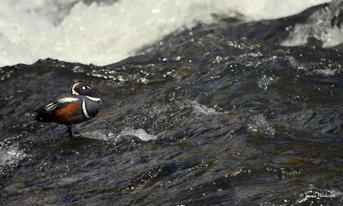 Drake Harlequin Duck A drake harlequin duck stands atop a rock in the middle of the Yellowstone River. It is quite strange where these birds choose to inhabit - there are usually several pairs observed each year in a section of the river called LeHardy Rapids, and as you can guess, it is a very fast section of river. These birds will jump in the water and are actually strong enough swimmers that they can swim up river against the strong current, foraging for aquatic macro invertebrates. Truly a beautiful bird. Captured in Yellowstone National Park.  Birds,Ducks,Geotagged,Harlequin duck,Histrionicus histrionicus,Spring,United States,Wyoming,Yellowstone National Park,waterfowl
