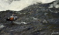Drake Harlequin Duck A drake harlequin duck stands atop a rock in the middle of the Yellowstone River. It is quite strange where these birds choose to inhabit - there are usually several pairs observed each year in a section of the river called LeHardy Rapids, and as you can guess, it is a very fast section of river. These birds will jump in the water and are actually strong enough swimmers that they can swim up river against the strong current, foraging for aquatic macro invertebrates. Truly a beautiful bird. Captured in Yellowstone National Park.  Birds,Ducks,Geotagged,Harlequin duck,Histrionicus histrionicus,Spring,United States,Wyoming,Yellowstone National Park,waterfowl