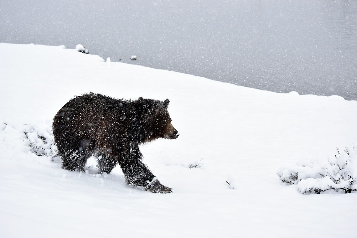 Griz in the Snow A sub-adult grizzly bear makes his way through a spring snow storm in Yellowstone&#039;s Hayden Valley. This was a particularly special sighting, as it was my first bear sighting of the 2015 season in Yellowstone National Park. Bear,Geotagged,Grizzly bear,Spring,United States,Ursus arctos horribilis,Wyoming,Yellowstone National Park,mammals,snow