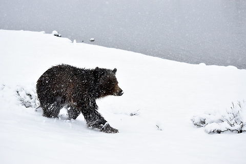 Griz in the Snow A sub-adult grizzly bear makes his way through a spring snow storm in Yellowstone's Hayden Valley. This was a particularly special sighting, as it was my first bear sighting of the 2015 season in Yellowstone National Park. Bear,Geotagged,Grizzly bear,Spring,United States,Ursus arctos horribilis,Wyoming,Yellowstone National Park,mammals,snow