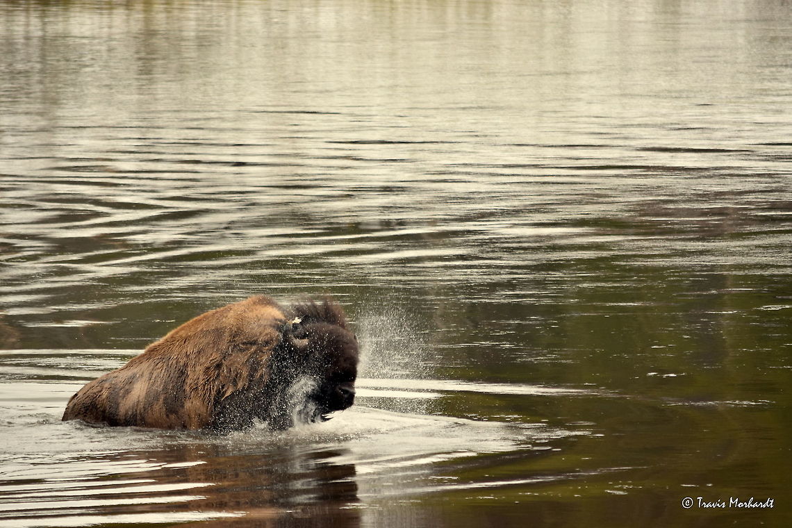 Shake It Off A bull bison shakes water from his man after swimming across the Yellowstone River in Yellowstone&#039;s Hayden Valley. American bison,Bison bison,Geotagged,Spring,United States,Wyoming,Yellowstone National Park,mammals