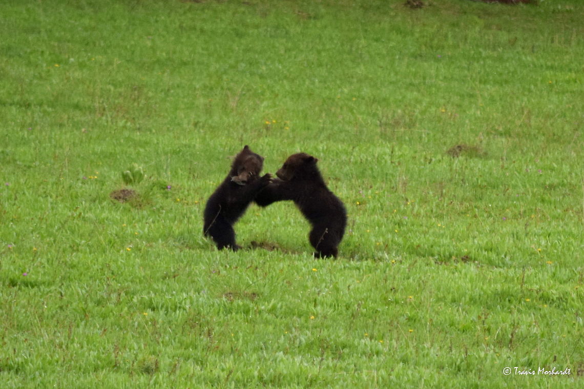 Bear Fight Two grizzly COYs (cub of year) fight over a small rodent one of them caught in an open field. It is a true treat to observe bears at this age at such a close distance (&lt;100 meters). They are very cute and fun to watch! Captured near Yellowstone Lake in Yellowstone National Park. Geotagged,Grizzly bear,Spring,United States,Ursus arctos horribilis,Wyoming,Yellowstone National Park,mammals