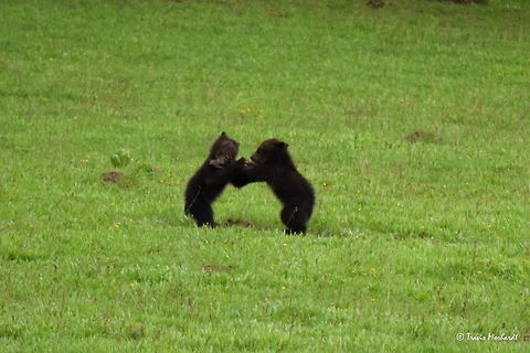 Bear Fight Two grizzly COYs (cub of year) fight over a small rodent one of them caught in an open field. It is a true treat to observe bears at this age at such a close distance (<100 meters). They are very cute and fun to watch! Captured near Yellowstone Lake in Yellowstone National Park. Geotagged,Grizzly bear,Spring,United States,Ursus arctos horribilis,Wyoming,Yellowstone National Park,mammals