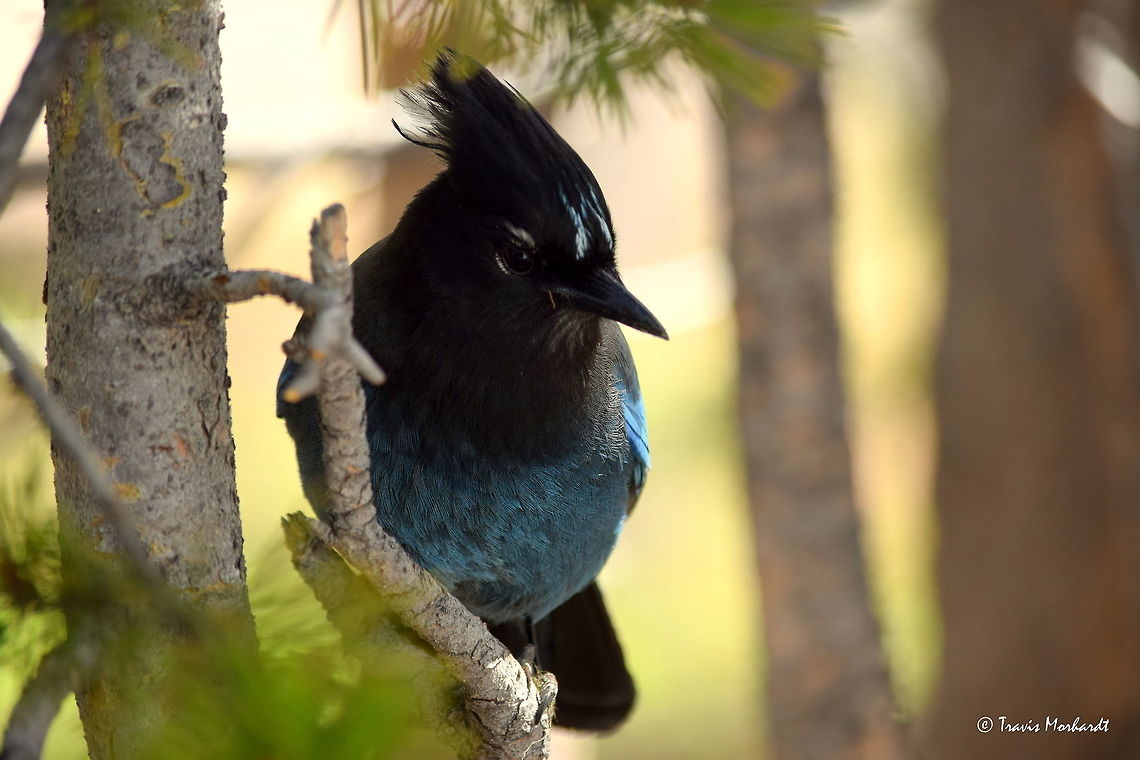 Stellar's Jay A Stellar&#039;s jay perches on a tree branch outside of my summer residence in Yellowstone National Park. These curious birds are common camp robbers around the campground and are a very beautiful sight. Cyanocitta stelleri,Geotagged,Spring,Stellers jay,United States,Wyoming,Yellowstone National Park,birds