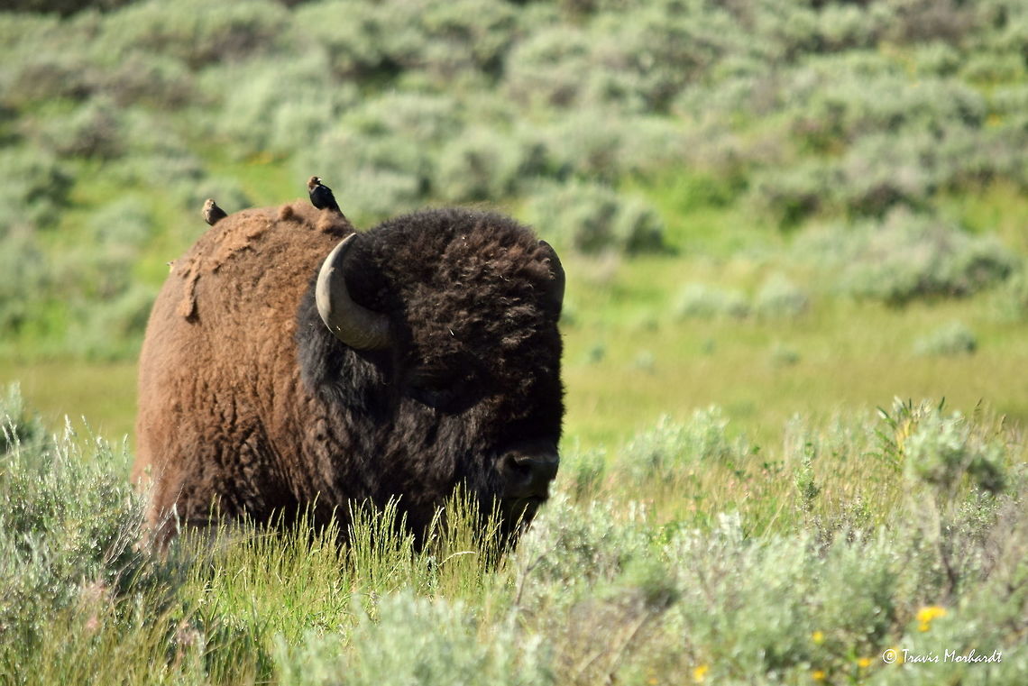 American Bison - Free Ride A bison rests in the sagebrush as some cowbirds rest on his back. The birds are often seen around the bison as they often have bugs in their fur. Captured in Yellowstone National Park. American bison,Bison bison,Geotagged,Spring,United States,Wyoming,Yellowstone National Park,mammals