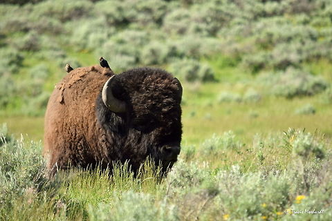 American Bison - Free Ride A bison rests in the sagebrush as some cowbirds rest on his back. The birds are often seen around the bison as they often have bugs in their fur. Captured in Yellowstone National Park. American bison,Bison bison,Geotagged,Spring,United States,Wyoming,Yellowstone National Park,mammals