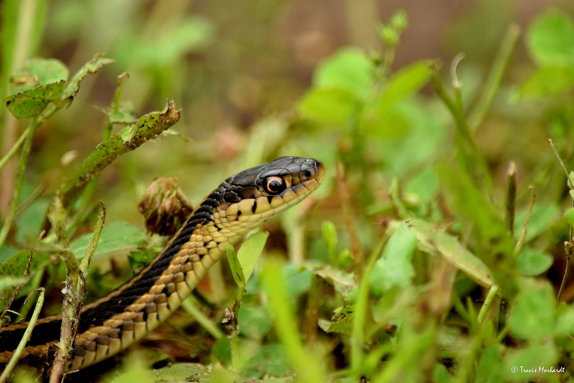 Garter Snake A garter snake slithers through the grass on a hot June day in northern Illinois. Eastern Garter Snake,Geotagged,Illinois,Summer,T. sirtalis,United States,reptiles,snakes