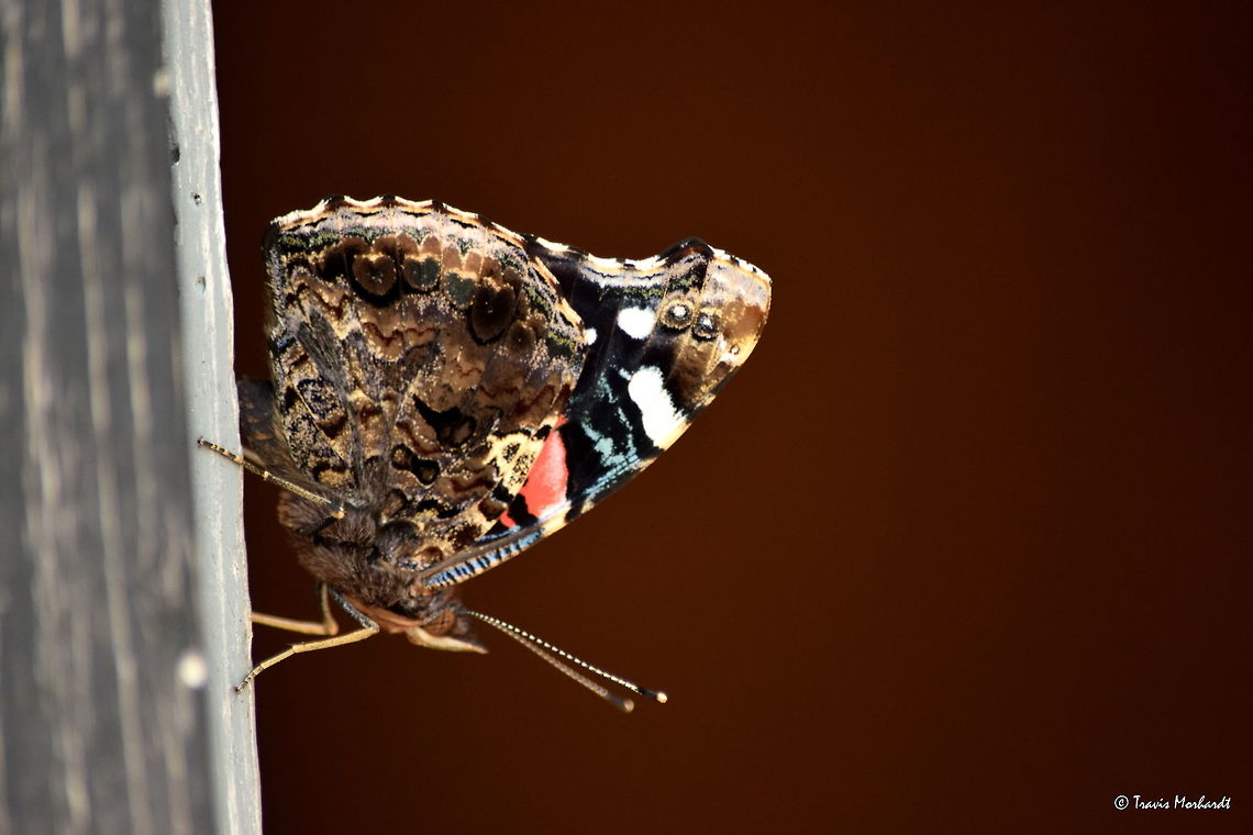Red Admiral A red admiral butterfly perches in the doorway of my grandparents&#039; chicken coupe in northern Illinois. Illinois,Red Admiral,Vanessa atalanta,butterflies,insects