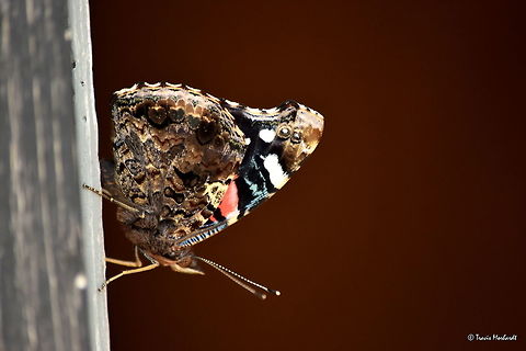 Red Admiral A red admiral butterfly perches in the doorway of my grandparents' chicken coupe in northern Illinois. Illinois,Red Admiral,Vanessa atalanta,butterflies,insects
