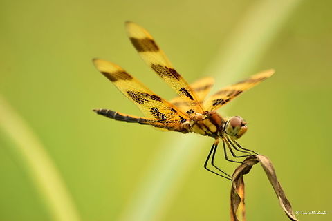 Halloween Pennant A dragonfly found in the northern sand prairies of Illinois along the Mississippi River. Celithemis eponina,Halloween Pennant,Illinois,dragonfly,insects