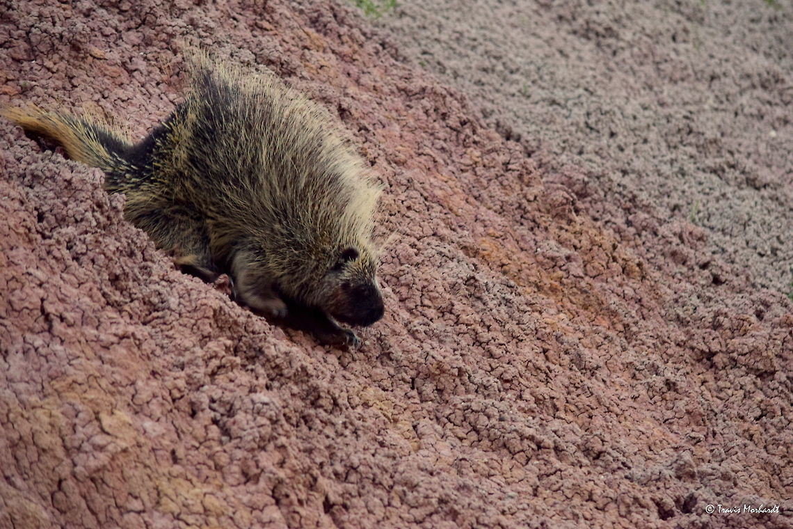Porcupine Slide A porcupine carefully slides down a brittle sand cliff to the valley below in South Dakota's Badlands National Park. Porcupines are nocturnal animals and are therefore not often seen during daytime hours. I took this photo in the early morning as I was up for the sunrise. This is only the second encounter I have had with a porcupine, and my first opportunity photographing one.  Badlands National Park,Erethizon dorsatum,Geotagged,North American porcupine,South Dakota,Summer,United States,mammals