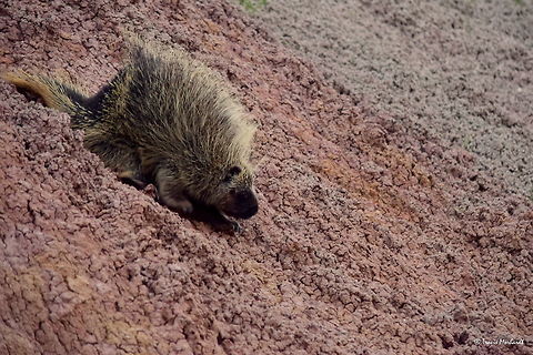 Porcupine Slide A porcupine carefully slides down a brittle sand cliff to the valley below in South Dakota's Badlands National Park. Porcupines are nocturnal animals and are therefore not often seen during daytime hours. I took this photo in the early morning as I was up for the sunrise. This is only the second encounter I have had with a porcupine, and my first opportunity photographing one.  Badlands National Park,Erethizon dorsatum,Geotagged,North American porcupine,South Dakota,Summer,United States,mammals