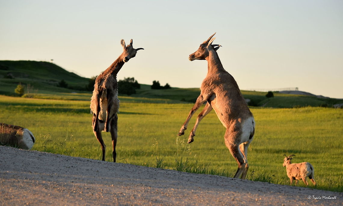 Bighorn Ewe Stand-off Typically in the animal kingdom, the males are known to fight for several reasons including dominance, mating rights, territory, etc. What is often not known about or observed is when females confront each other. Seeing these two bighorn ewes face off like this was something very unexpected. <br />
<br />
I have now witnessed moose, elk, white-tailed deer and bighorn sheep females all fight in some sort of way. Most likely they all were fighting over dominance and social status, but I am not positive, that is only a speculation.<br />
<br />
Captured in South Dakota&#039;s Badlands National Park. Badlands National Park,Bighorn sheep,Geotagged,Ovis canadensis,South Dakota,Summer,United States,mammals