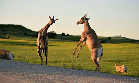 Bighorn Ewe Stand-off Typically in the animal kingdom, the males are known to fight for several reasons including dominance, mating rights, territory, etc. What is often not known about or observed is when females confront each other. Seeing these two bighorn ewes face off like this was something very unexpected. 

I have now witnessed moose, elk, white-tailed deer and bighorn sheep females all fight in some sort of way. Most likely they all were fighting over dominance and social status, but I am not positive, that is only a speculation.

Captured in South Dakota's Badlands National Park. Badlands National Park,Bighorn sheep,Geotagged,Ovis canadensis,South Dakota,Summer,United States,mammals