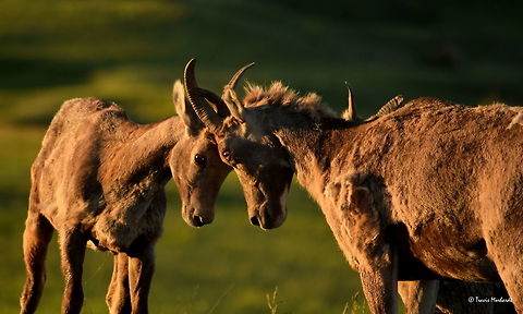 Bighorn Ewes Butting Heads Bighorn rams are known to butt heads in an annual ritual that places the sheep in a social hierarchy that decides who is top ram and who gets the best breeding rights. But apparently ewes, or female sheep, also tend to disagree on matters occasionally, as this photo shows. Captured in Badlands National Park, South Dakota. Badlands National Park,Bighorn sheep,Geotagged,Ovis canadensis,South Dakota,Summer,United States,mammals