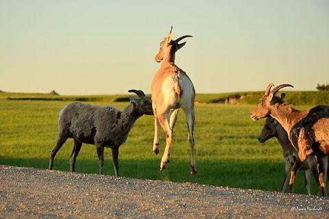 Bighorn Ewe - Jumping for Joy This bighorn ewe was in a rather playful mood as we watched her jump and gallop around the herd during sunrise in South Dakota's Badlands National Park. I must admit, I can get up early to photograph these animals, but I don't always have the energy so early in the morning like she does! Badlands National Park,Bighorn sheep,Geotagged,Ovis canadensis,South Dakota,Summer,United States,mammals