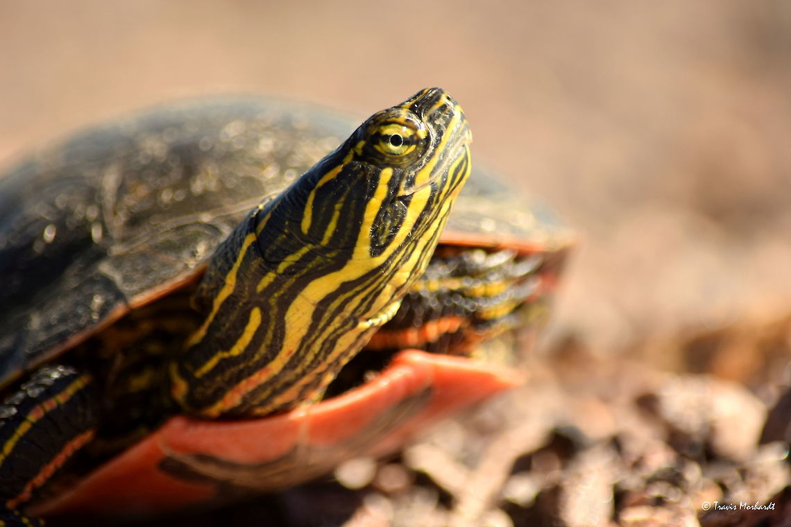 Western Painted Turtle Portrait I was driving through Wind Cave National Park when I saw this painted turtle on the edge of the road. Anything that I don&#039;t get to see up close regularly really intrigues me, and since turtles are usually found in the water, they often escape out of sight before I can get close enough for a photo. This turtle was on land and fairly cooperative for a few shots before I helped her away from the road into the tall grass where she was headed. Chrysemys picta,Geotagged,Painted turtle,South Dakota,Summer,United States,Wind Cave Natoinal Park,reptiles,turtles
