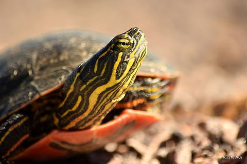 Western Painted Turtle Portrait I was driving through Wind Cave National Park when I saw this painted turtle on the edge of the road. Anything that I don't get to see up close regularly really intrigues me, and since turtles are usually found in the water, they often escape out of sight before I can get close enough for a photo. This turtle was on land and fairly cooperative for a few shots before I helped her away from the road into the tall grass where she was headed. Chrysemys picta,Geotagged,Painted turtle,South Dakota,Summer,United States,Wind Cave Natoinal Park,reptiles,turtles