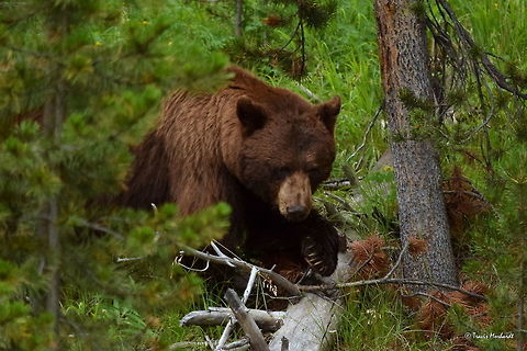 Those Claws - Black Bear A chocolate black bear displays its claws as it climbs over a fallen tree. Though considerably smaller than a grizzly's claws, I bet they could still do some serious damage. Black bears use their claws for climbing trees and digging up grubs and other bugs to eat, among other things. Captured in Yellowstone National Park. American black bear,Geotagged,Summer,United States,Ursus americanus,bear,mammals,wyoming,yellowstone national park
