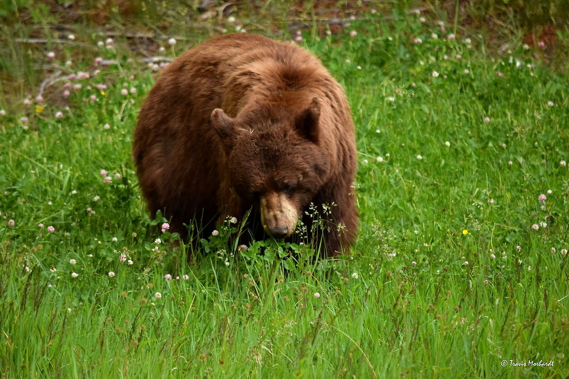 Chocolate Black Bear A chocolate black bear searches for insects and other tasty treats in the grass near Canyon in Yellowstone National Park. American black bear,Geotagged,Summer,United States,Ursus americanus,Wyoming,Yellowstone National Park,bear,mammals