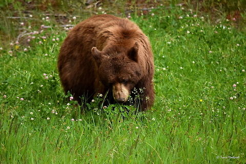 Chocolate Black Bear A chocolate black bear searches for insects and other tasty treats in the grass near Canyon in Yellowstone National Park. American black bear,Geotagged,Summer,United States,Ursus americanus,Wyoming,Yellowstone National Park,bear,mammals