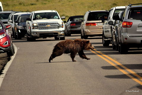Bear Crossing A sub-adult grizzly bear stops traffic in Yellowstone National Park's Hayden Valley by approaching the road and crossing. Throughout the months of June and July, this is a common sight in this area of the park - you rarely get one without the other. Where there is a grizzly bear in sight of the road, there are countless people to watch it.

It is always fun and exciting to see a bear in the park, but when you work and live there, it can get tiresome and time consuming when stuck in a "bear jam". Often times there are people out of their vehicles too close to the animal, people parking and leaving their cars in the middle of the road and just driving like, well, not good drivers.

This is a very non-typical photograph for me on JD, but it shows what a typical bear sighting really entails in Yellowstone National Park. Geotagged,Grizzly bear,Summer,United States,Ursus arctos horribilis,Yellowstone national park,bear,mammals,wyoming