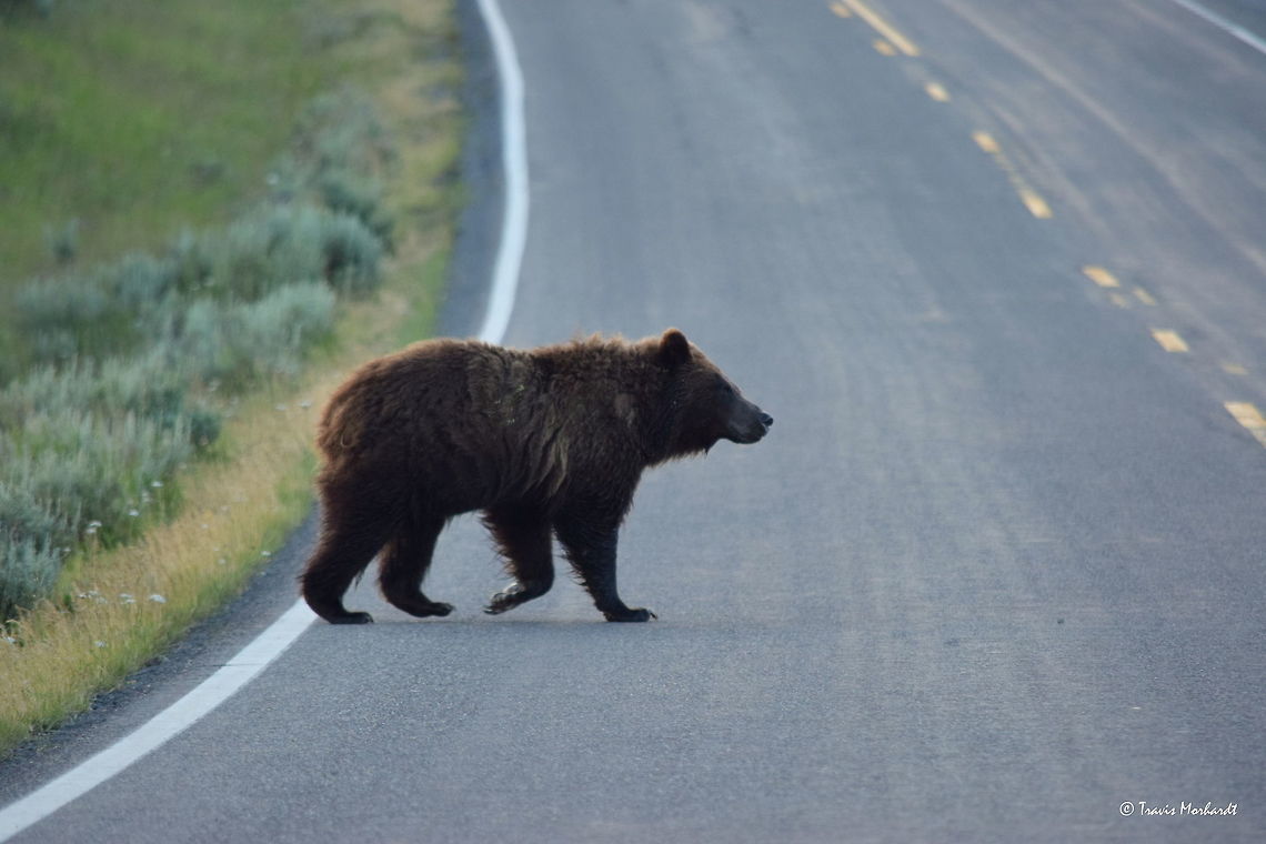 Bear Crossing ll A sub-adult bear crosses the road early one morning in Yellowstone&#039;s Hayden Valley. Geotagged,Grizzly bear,Summer,United States,Ursus arctos horribilis,bear,mammals,wyoming,yellowstone national park