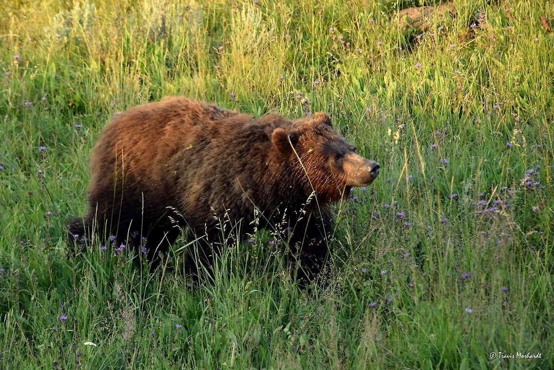 Grizzly Bear - Stepping into the Light A sub-adult grizzly works his way from shadowy valley to a sunlit sagebrush flat in Yellowstone&#039;s Hayden Valley early one morning. Geotagged,Grizzly bear,Summer,United States,Ursus arctos horribilis,bear,mammals,wyoming,yellowstone national park