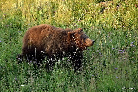 Grizzly Bear - Stepping into the Light A sub-adult grizzly works his way from shadowy valley to a sunlit sagebrush flat in Yellowstone's Hayden Valley early one morning. Geotagged,Grizzly bear,Summer,United States,Ursus arctos horribilis,bear,mammals,wyoming,yellowstone national park