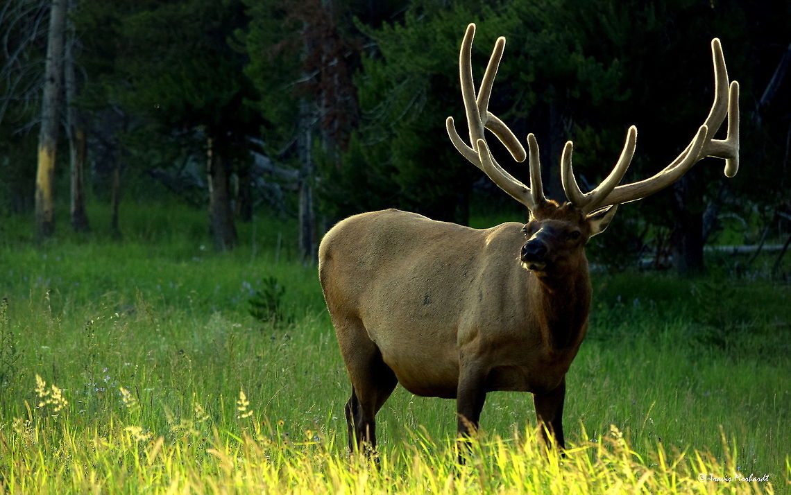 Bull Elk - Velvet Glow A large bull elk browses through a meadow near Canyon in Yellowstone National Park in the early morning sun. This time of year, the elk&#039;s antlers are almost finished growing and they will soon shed the velvet covering that surrounds the bone of the antler. The elk rut is just a month away in the park. Cervus canadensis,Elk,Geotagged,Summer,United States,mammals,wyoming,yellowstone national park