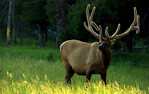 Bull Elk - Velvet Glow A large bull elk browses through a meadow near Canyon in Yellowstone National Park in the early morning sun. This time of year, the elk's antlers are almost finished growing and they will soon shed the velvet covering that surrounds the bone of the antler. The elk rut is just a month away in the park. Cervus canadensis,Elk,Geotagged,Summer,United States,mammals,wyoming,yellowstone national park