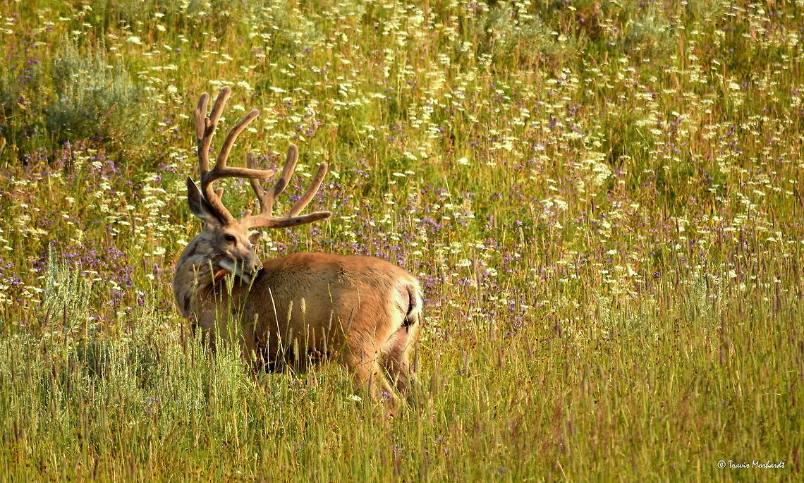 Mule Deer Buck in Velvet A mule deer buck shows off an impressive rack still growing in velvet. Within the next couple of months, the mule deer bucks will shed their velvet and polish up their fresh antlers for the upcoming rut, or mating season. Captured in Yellowstone National Park&#039;s Hayden Valley. Geotagged,Mule Deer,Odocoileus hemionus,Summer,United States,Wyoming,Yellowstone National Park,deer,mammals