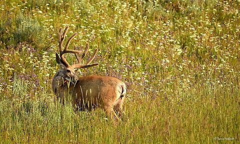 Mule Deer Buck in Velvet A mule deer buck shows off an impressive rack still growing in velvet. Within the next couple of months, the mule deer bucks will shed their velvet and polish up their fresh antlers for the upcoming rut, or mating season. Captured in Yellowstone National Park's Hayden Valley. Geotagged,Mule Deer,Odocoileus hemionus,Summer,United States,Wyoming,Yellowstone National Park,deer,mammals