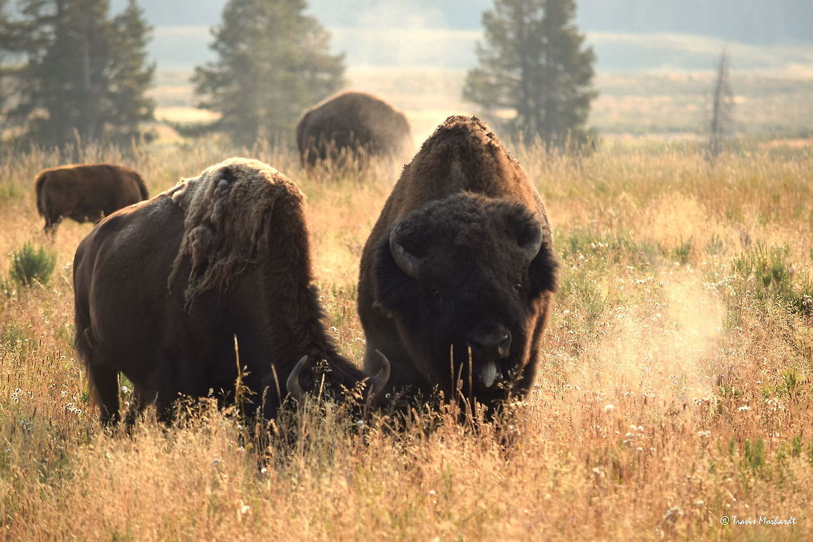 Bison Bull and Cow - Courting Pair A bull bison groans a warning to the other bulls that this cow is taken. The bulls will pair up with a cow and will protect her at all costs until she is ready to breed. Until that time, they are attached at the hip; when she moves, he moves. Captured in Yellowstone National Park&#039;s Hayden Valley. American bison,Bison bison,Geotagged,Summer,United States,Wyoming,Yellowstone National Park,mammals