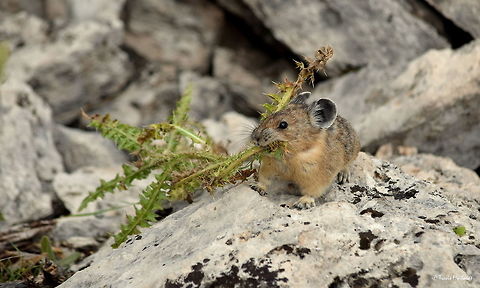 Pika with some thorny bedding A pika drags a freshly cut thistle to its den as it prepares for winter. Pika keep very busy during the warmer months by dragging all kinds of plants and grasses to its den where it will stay all winter eating what it has stored. Captured in the Hoodoos of Yellowstone National Park. American pika,Geotagged,Ochotona princeps,Summer,United States,Wyoming,Yellowstone National Park,mammals