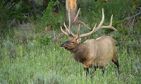 Bull Elk Shedding Velvet A mature bull elk shows the first signs of shedding the velvet from his antlers. This happens every August as the velvet that grows around the new antlers dries and is easier to rub off. The shedding process for the velvet usually lasts for several hours. Captured in Yellowstone National Park. Cervus canadensis,Elk,Geotagged,Mammals,Summer,United States,Wyoming,Yellowstone National Park