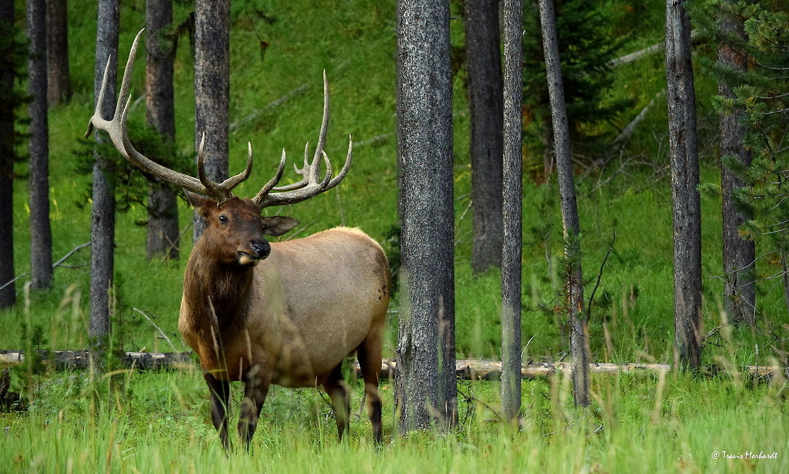 Bull Elk - A king in his wooded palace I never tire of photographing elk. It doesn&#039;t matter what time of year it is or the conditions, although I do find the antlered males, or bulls, to be more fascinating to the eye. This particular bull I believe is the same bull I photographed in Yellowstone National Park&#039;s Hayden Valley last September. It was nice to see that he made it through the winter and looks to be doing well. This photo was photographed just across the Yellowstone River from the area I photographed him in last year. He was busy feeding on the lush, green grass preparing for the annual rut, or mating season, which happens the first couple of weeks of September in the park. Cervus canadensis nelsoni,Geotagged,Rocky Mountain Elk,Summer,United States,Wyoming,Yellowstone National Park,mammals
