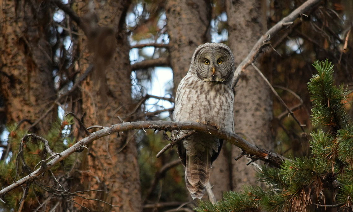 Great Grey Owl This was my first grey owl encounter and it was so awesome and inspiring! I love owls, but being that they&#039;re nocturnal I often go for long periods of times without seeing them. This year in Yellowstone National Park was said to be a good year for owls in general, with many tourists reporting owl sightings, including many grey owl sightings. I encountered this one while on an early morning hike looking for bull elk. I didn&#039;t find any bulls, but was just as happy with this guy! Geotagged,Great Grey Owl,Strix nebulosa,Summer,United States,Wyoming,Yellowstone National Park,birds,owls