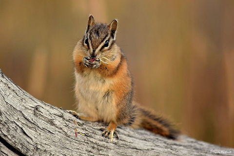 Hungry Least Chimpunk A least chipmunk stuffs its mouth with grass seeds in preparation for a long, cold upcoming Yellowstone winter. Geotagged,Least chipmunk,Neotamias minimus,Summer,United States,Wyoming,Yellowstone National Park,mammals,rodents